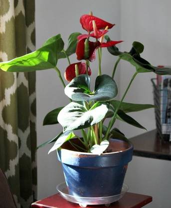 Cloud Farm Peace Lily Plant