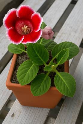 BloomShadow Hibiscus Plant