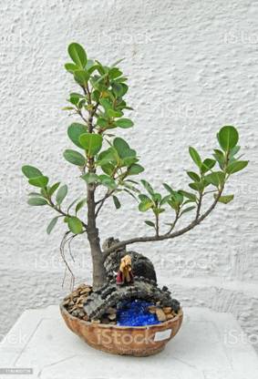 JAZEERA Ficus Bonsai