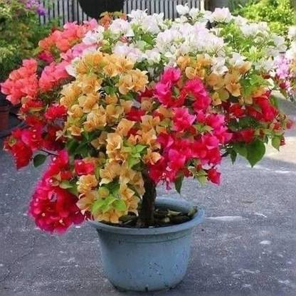 PetalPath Bougainvillea Plant