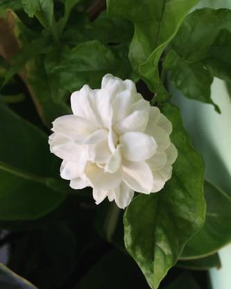 chiku Jasmine Plant
