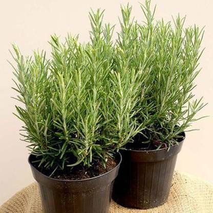 Amazing Gurden Rosemary Plant