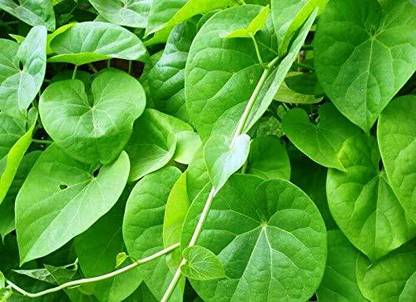 VibeX GILOY STEM GUDUCHI Neem Giloy Plant Live Seed