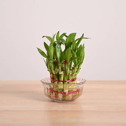 Balaji Friendly Plant Two Layer Bamboo Plant