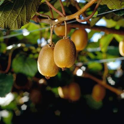 EliteGreen Kiwi Plant