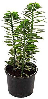 Earth Angels ZZ Plant