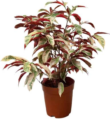 RudraECOM Excoecaria/Laila Majnu Plant