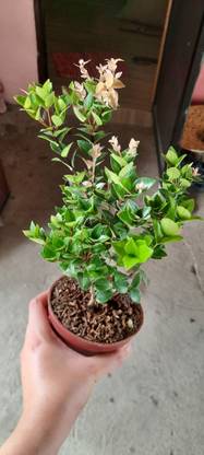 KPL EUGENIA Eugenia Boxleaf Plant
