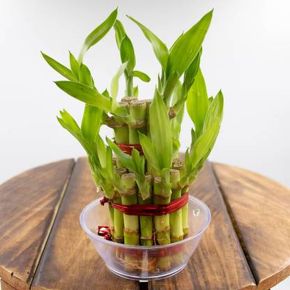 Harshgreen Two Layer Bamboo Plant