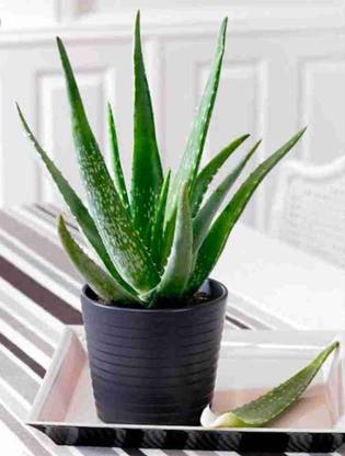 Natural needs Alternanthera Reineckii Plant
