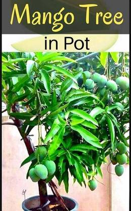 Plants Point Mango Plant