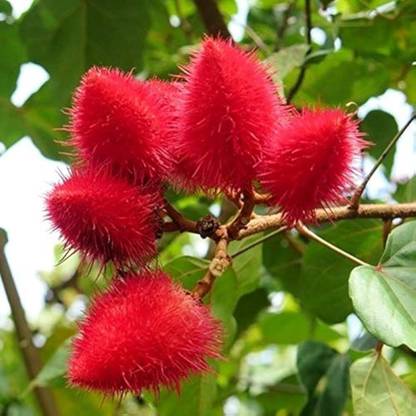 GISLENUS Red Faisan Plant