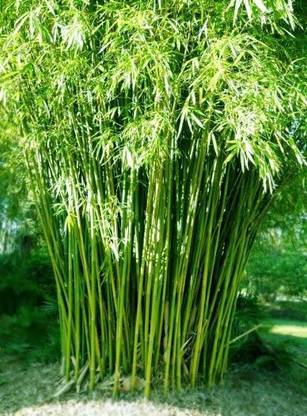 KUMUBON Two Layer Bamboo Plant