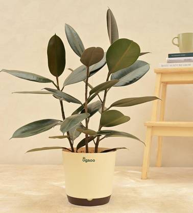 UGAOO Rubber Tree