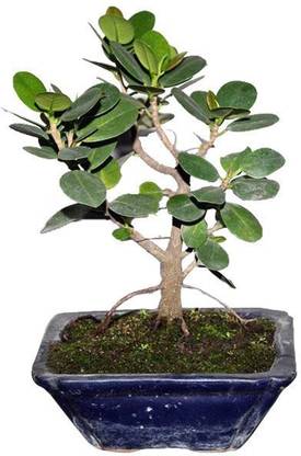 JAZEERA Ficus Bonsai