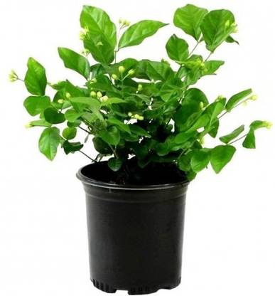 Shiv-Shakti Group Jasminum Sambac Madan Mogra Plant