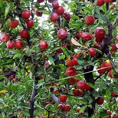 greenhousestore Apple Plant