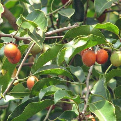 Green Tree Mart Spanish Cherry Plant