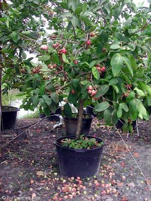 AloGardening Apple Plant