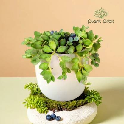 PLANT ORBIT String of Tears Plant