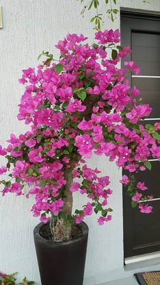 Heaven Of Saplings Bougainvillea Plant