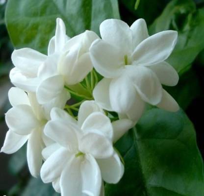 Roy plant Bazar Jasmine Plant