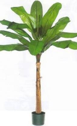 greengrow Banana Plant