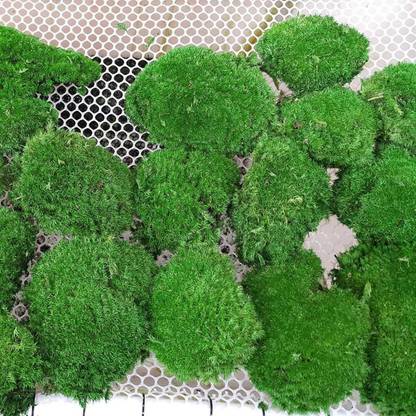 Plantswale Live Moss Bun Cushion for Terrarium,Mosserium Seed