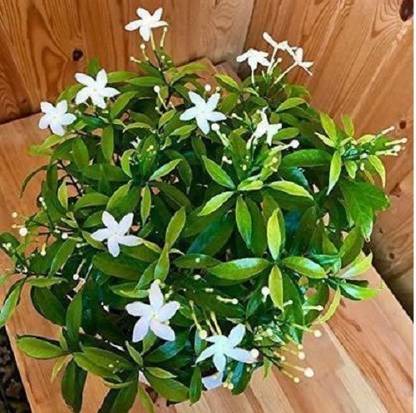 Bristy Store Jasmine Plant