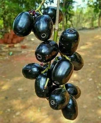 Axotic Thai Grafted Jamun Plant