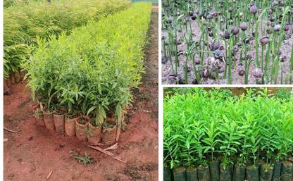 Global Mart Plant White Sandalwood Plant