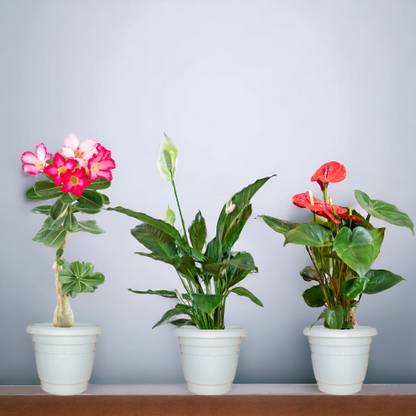 Agridise Anthurium Plant, Adenium Plant, Peace Lily Plant