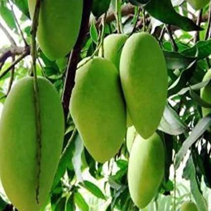 ARYAN EVERGREEN Mango Plant