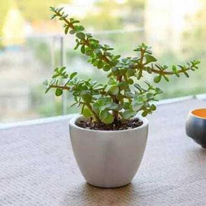 Bappa Mart Jade Plant
