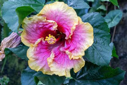 Cloud Farm Hibiscus Plant