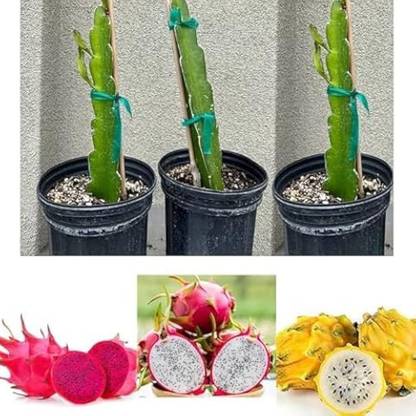 PLANTORIA Dragon Tree