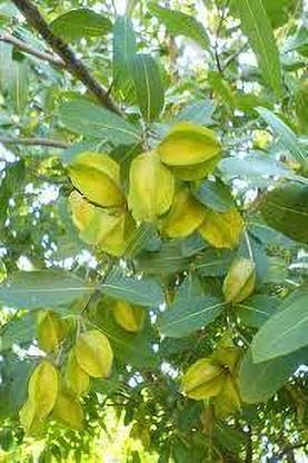 ABEFARIYA Terminalia/Arjuna Plant