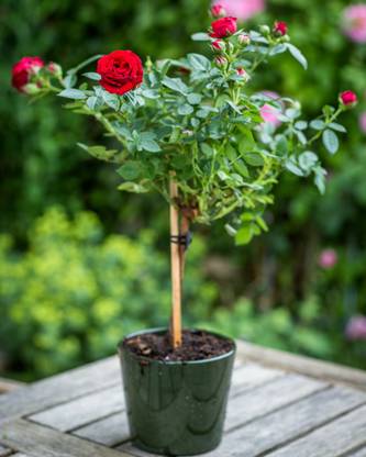 BISWAS GARDEN Rose Plant