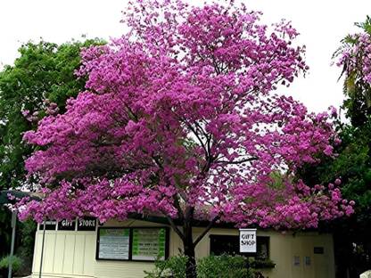 Oxygreenplant Tabebuia rosea