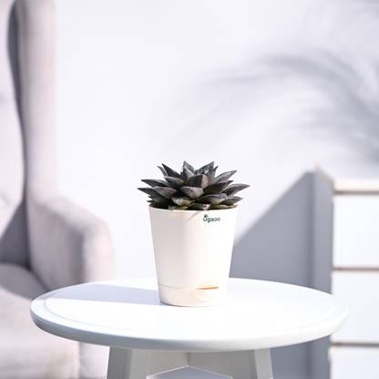 UGAOO Echeveria Lotus Chinensis Plant