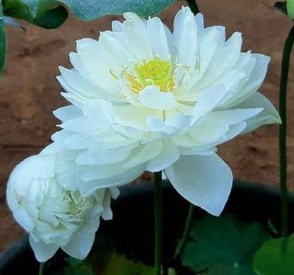 indian gardens Lotus Plant