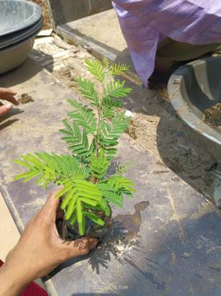 HARIGURU Shami/Jand Plant