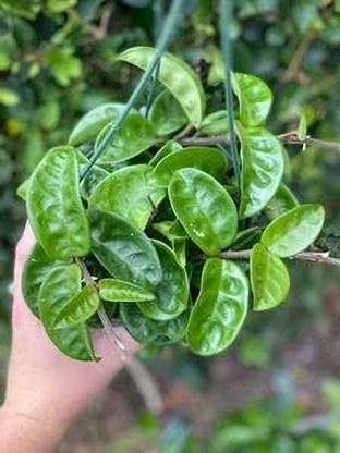 LifeShowMe Hoya Krinkle Plant