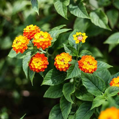 EliteGreen Lantana Plant
