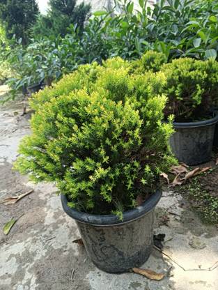 Evergreen craft Golden Cypress Plant