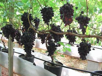 Plants Point Grape Plant