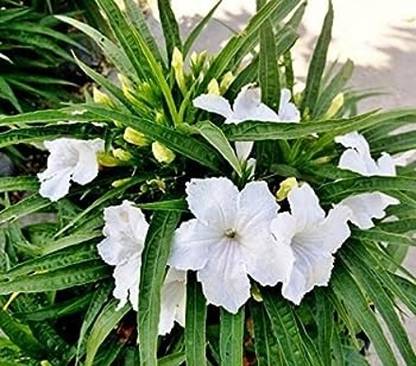 MVKR Ruellia simplex Plant