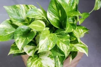PURE OXYGEN Money Plant