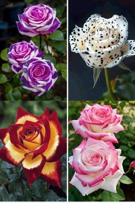 MAQINPLANTHOUSE Rose Plant