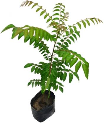AJOOM Curry Leaf Plant